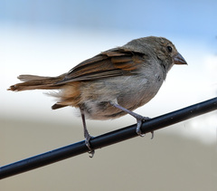 Loxigilla barbadensis