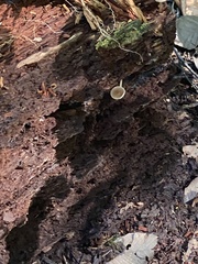 Simocybe centunculus