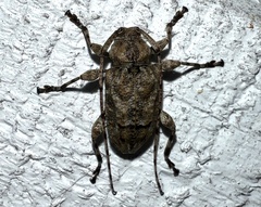 Leptostylopsis terraecolor