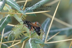 Cryptocheilus versicolor