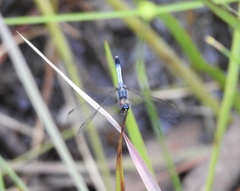 Erythrodiplax minuscula