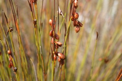 Staberoha distachyos