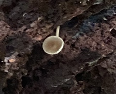 Simocybe centunculus
