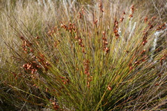 Staberoha distachyos