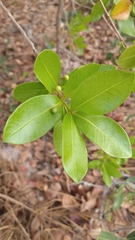 Psidium laruotteanum