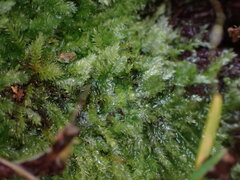 Pseudotaxiphyllum elegans