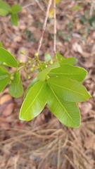 Psidium laruotteanum