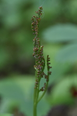 Botrychium pinnatum image