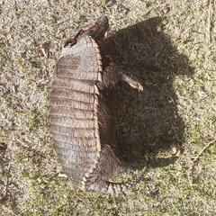 Chaetophractus villosus