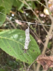 Mecynogea lemniscata