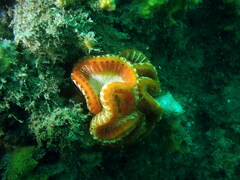 Sycozoa cerebriformis
