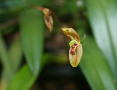Maxillaria ringens
