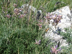 Astragalus vesicarius carniolicus