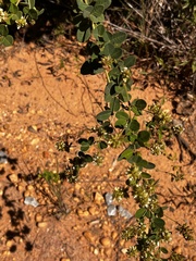Lespedeza hirta