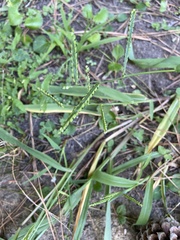 Paspalum pubiflorum