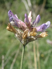 Astragalus vesicarius carniolicus