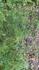 Artemisia annua