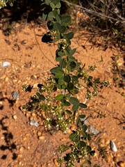 Lespedeza hirta