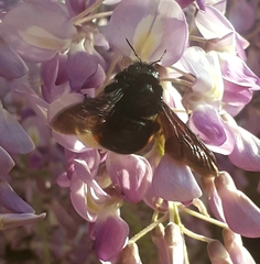 Xylocopa augusti