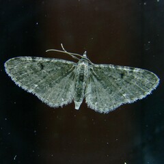 Eupithecia virgaureata