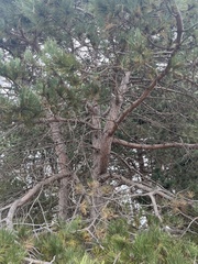 Pinus nigra
