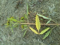 Bidens radiata