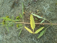 Bidens radiata
