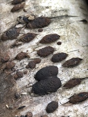 Jackrogersella multiformis