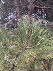 Pinus nigra