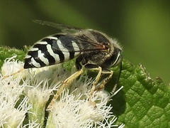 Bembix americana spinolae