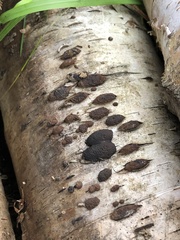 Jackrogersella multiformis