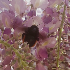 Xylocopa augusti