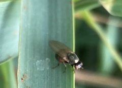 Calliopum simillimum