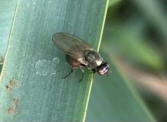 Calliopum simillimum