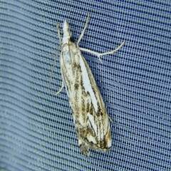 Catoptria falsella