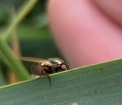 Calliopum simillimum