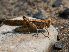 Dissosteira carolina