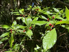 Psychotria nervosa