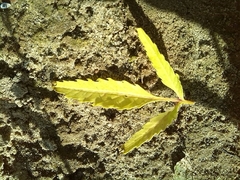 Bidens radiata