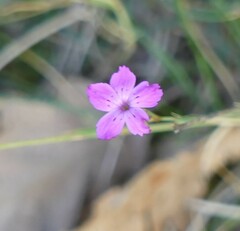 Dianthus