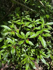 Psychotria nervosa