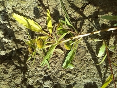 Bidens radiata