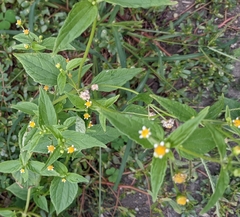Galinsoga parviflora