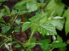 Rubus leucodermis leucodermis