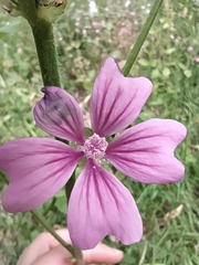 Malva