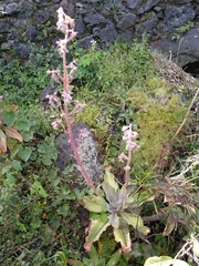 Echeveria gibbiflora