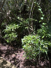 Psychotria nervosa