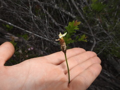 Xyris caroliniana