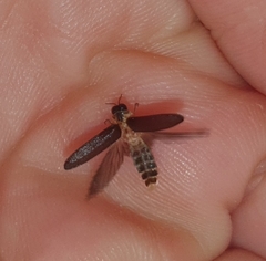 Atyphella scintillans