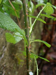 Rubus leucodermis leucodermis